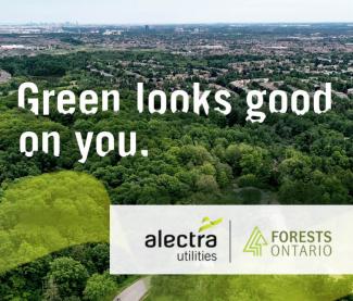 View of the forest - Green looks good on you - Alectra Utilities and Forests Ontario